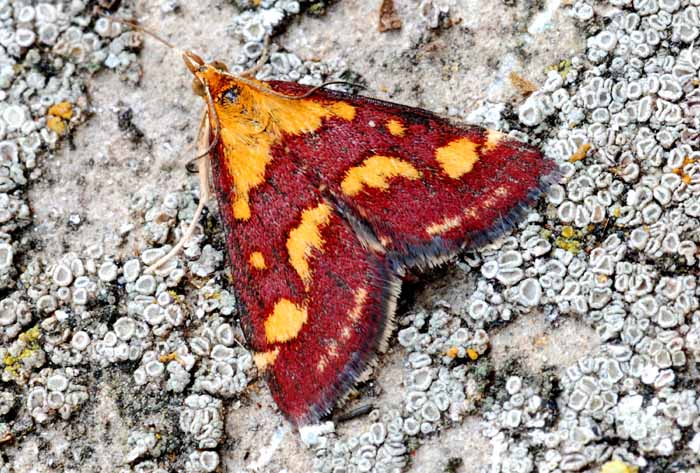 Pyrausta purpuralis ?